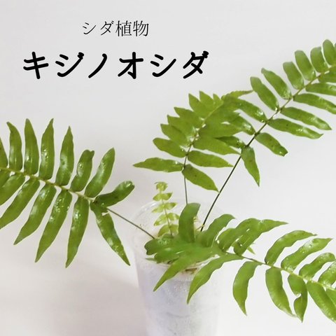 キジノオシダ（シダ植物）　　苔テラリウム素材等