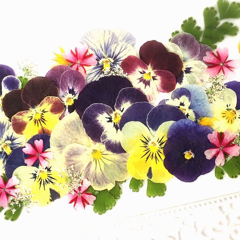 押し花素材～ビオラセット7～