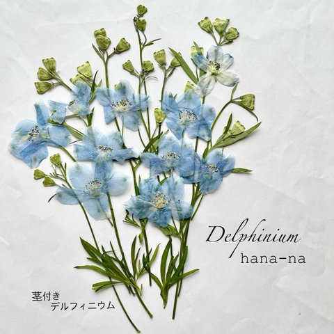 🎵茎付き デルフィニウム  ＊ 押し花