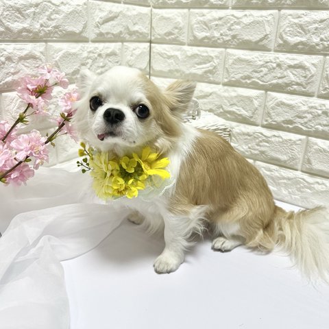 ミモザ　菜の花　犬用　2way アクセサリー　カチューシャ　チョーカー　ペット