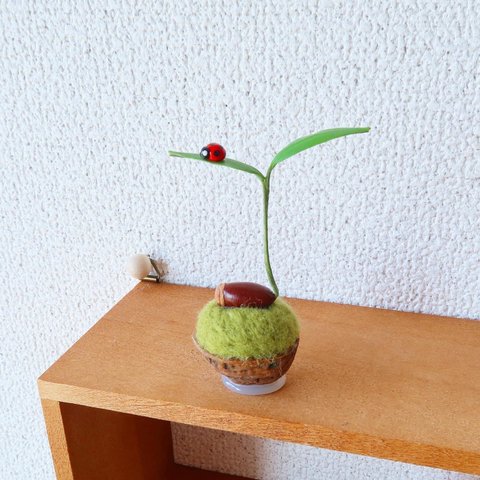 ちょこんと飾るクルミの上の発芽どんぐり