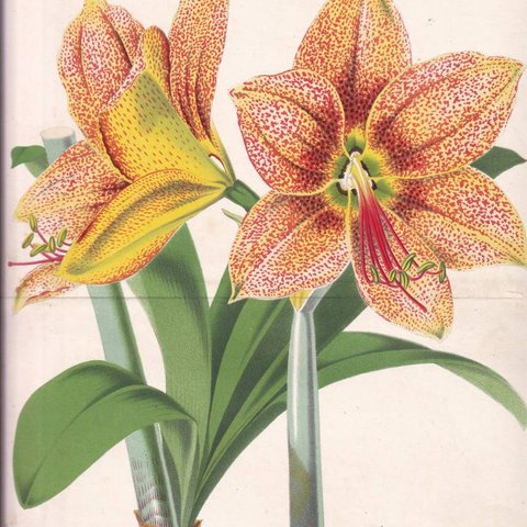 フランスアンティーク 博物画 植物画『AMARYLLIS　PARDINA　アマリリス』 多色刷り石版画　ボタニカルアート