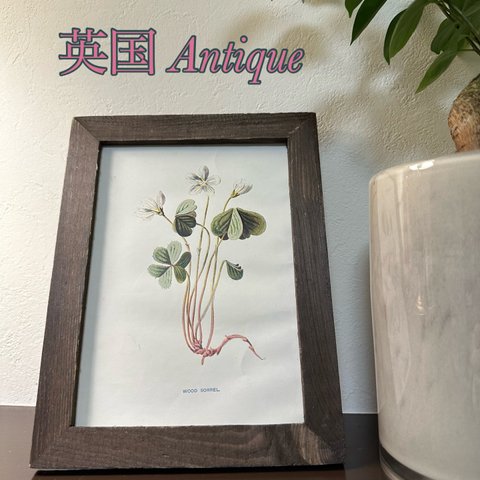 【カタバミ】1880年 英国アンティーク 植物図鑑 ボタニカルアート ギフト 誕生花