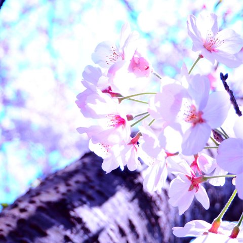 ＊CHERRY BLOSSOM