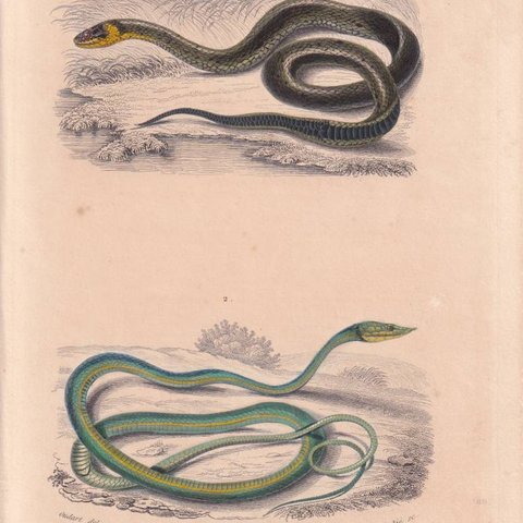 フランスアンティーク 博物画『フランスアンティーク 博物画『爬虫類/ヘビ4』 多色刷り石版画