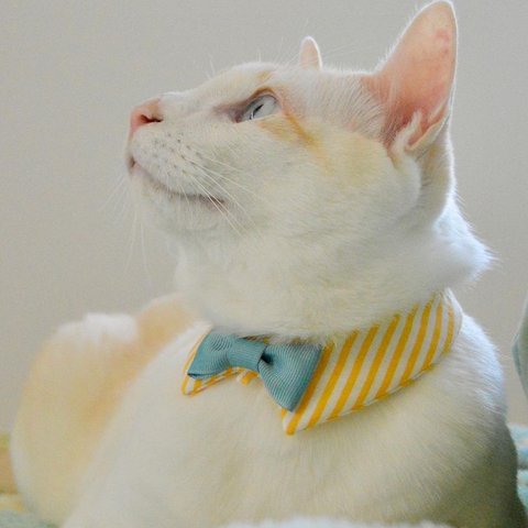 『海辺のカフェクルー Yellow』おめかし猫さんのための＊付け襟首輪