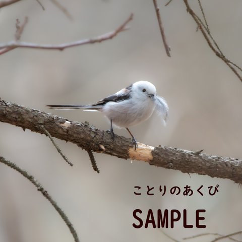 シマエナガ・キクイタダキ・タンチョウ　フォトフレーム3点セット