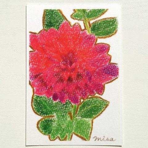 ポストカード 印刷 絵 絵画 花 華やか 鮮やか 赤 ピンク 紫 色鉛筆