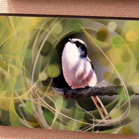 A5サイズの野鳥写真パネルその６