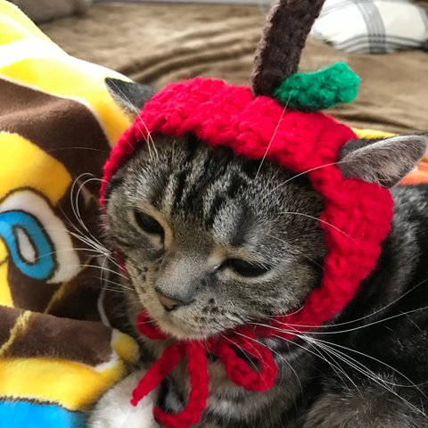 再販！猫用帽子 りんご