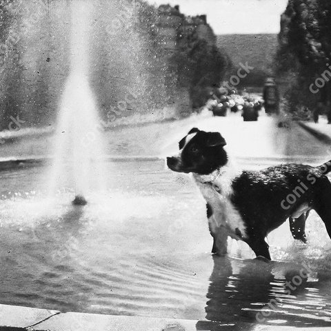 パリの噴水で水遊びをする犬の昔の写真の古びた写真のイメージ、レトロ、モノクロ、アート　conistock_18997