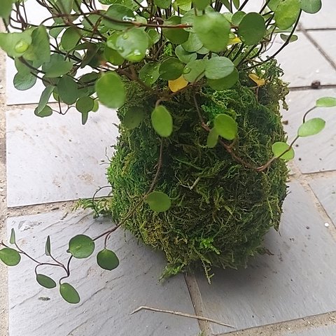 苔玉　ハンドメイド