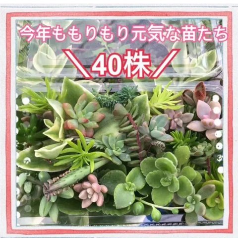 苗屋さんの多肉植物