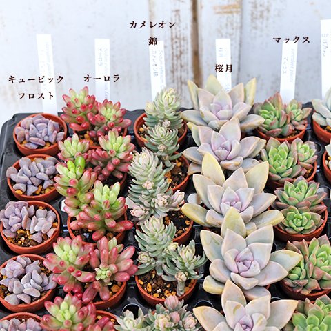 送料無料🍃４苗セット：多肉植物 苗 1号ポット 多年草 丈夫 かわいい 庭 プレゼント ギフト 室内 寄せ植え