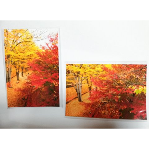 【送料込】写真 ポストカード 2枚組 自然 紅葉 秋