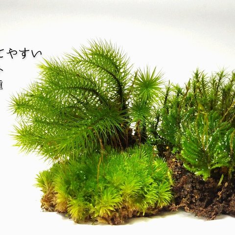 密閉空間で育てやすい苔セット（４種）＃３