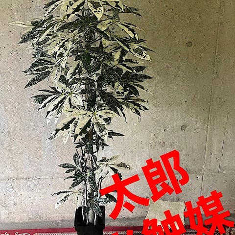 光触媒　人工観葉植物　ウォールグリーン　フェイク　フラワー　斑入りパキラミルキーウェイ