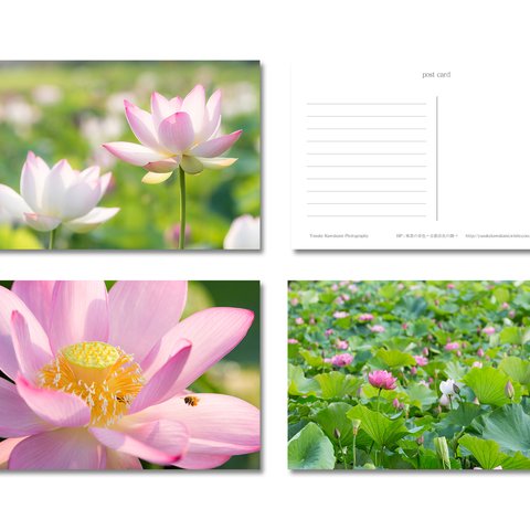 【送料無料】ポストカード／写真　「蓮の花」　選べる3枚セット