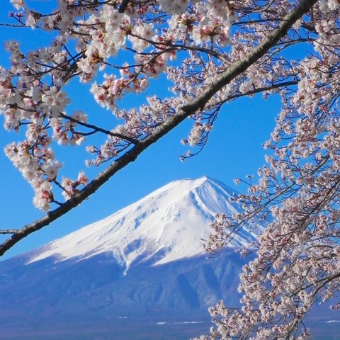 世界遺産 富士山 写真　さくらと富士山2　A4又は2L版 額付き