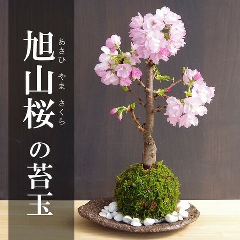 【2024年開花終了】徒歩0分のお花見を楽しむ。心和む景色をおとどけします【桜（旭山桜）の苔玉・くらま器セット】