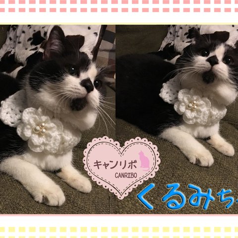 猫ちゃんのお写真🌷kotokoto1111様