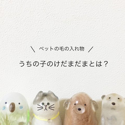 うちの子のけだまだまとは？