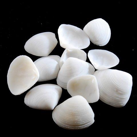 貝殻パーツ【二枚貝 貝殻《ホワイト》（10ｇ）】UVレジン レジンアクセサリー 小さい貝殻 型 シェルパーツ アクセサリーパーツ