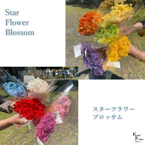 「大地農園　スターフラワー　ブロッサム　白 半束」 小花 ドライフラワー ハーバリウム アロマワックスバー サシェ キャンドル 花材