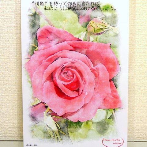 「真紅の薔薇」ポストカード　～写真から水彩画風加工～