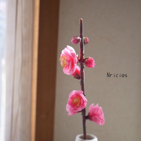 春の訪れ クレイフラワー 梅の花　✿ NO.A11-1