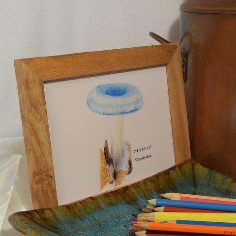 北国のキノコ　アオイヌシメジ　色鉛筆画