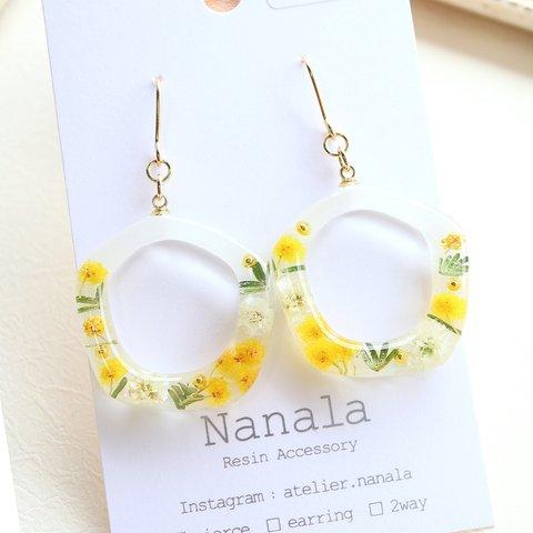 本物のお花のミモザのピアス/イヤリング　レジンアクセサリ―　