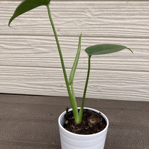 モンステラ　開運☆観葉植物☆