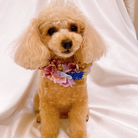 犬ヘアアクセサリー♡花かんむり🌸盛り盛りお花のヘッドドレス🌼フラワーレイ 撮影会📷 誕生日🎂記念日🎉チョーカー