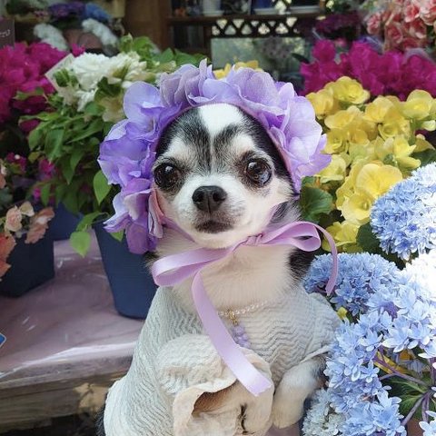 紫陽花 花冠 淡い パープル ♡ 紫陽花アフロ カチューシャ ヘッドドレス 犬 猫 ペット 帽子 アジサイ かぶりもの 被り物 誕生日 うちの子記念日 花 冠 バースデー