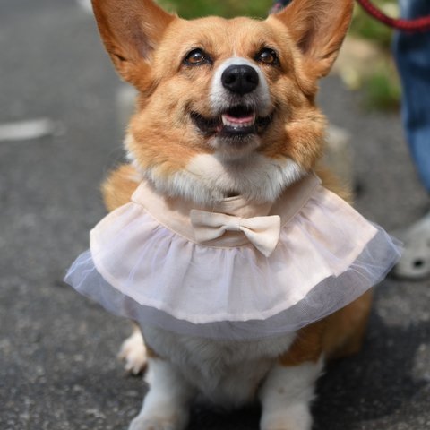 犬用スタイ ドレススタイ ペットスタイ 女子 フリフリスタイ