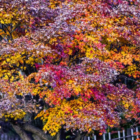 写真のある豊かな暮らし【紅葉乱舞】