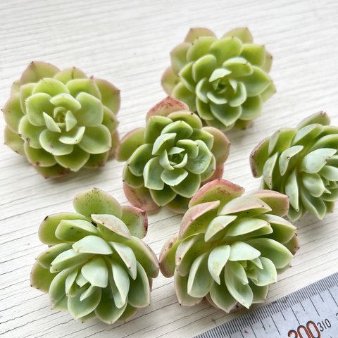 【多肉植物】ハニーメロン（新入荷・札付き）