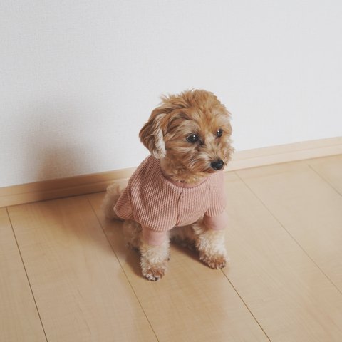 送料無料【ワッフル ラグラン 】くすみピンク  犬服　ハンドメイド / ドッグウェア
