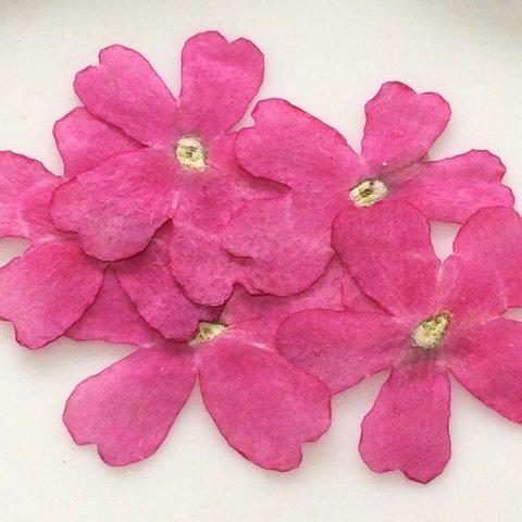 バーベナ 15輪  コスモスピンク  純国産押し花　　レジン・キャンドル封入、押し花アート対応