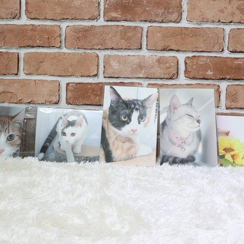 保護猫ちゃん寄付付きポストカード☆5枚SET