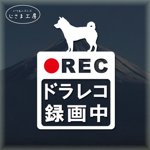 柴犬の白色シルエットステッカードライブレコーダー録画中