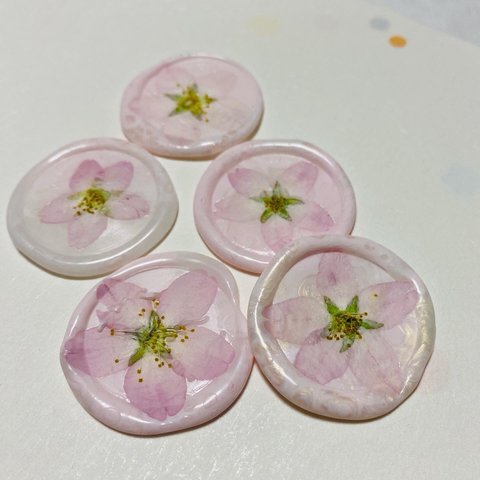 本物の桜🌸押し花/シーリングスタンプ/2枚セット