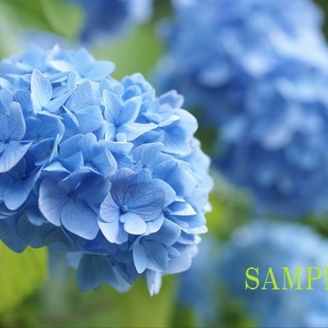 021)梅雨の花　紫陽花ポストカード５枚組