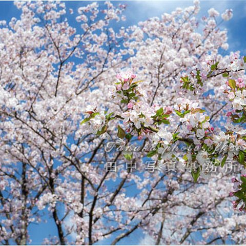 桜をバックにホンカイドウの花 LP0533