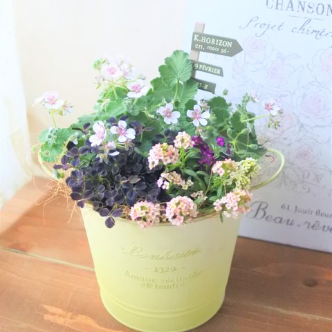 ♥スイートハートと可愛いお花の寄せ植え　贈り物にも