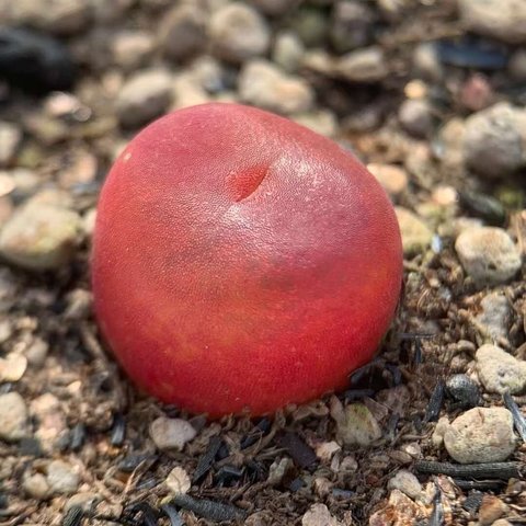 多肉植物　コノフィツム　紅宝石　1cm以上　抜き苗　1株