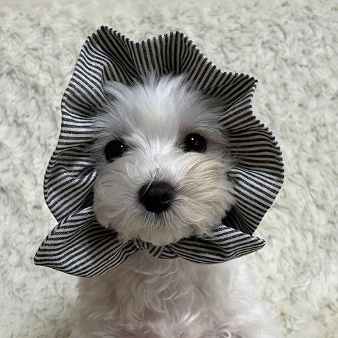 犬の　ぼうしみたいなスヌード👒　しましま🤍🖤