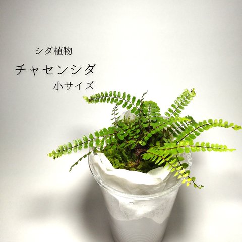 チャセンシダ（小サイズ）（シダ植物）　　苔テラリウム素材等