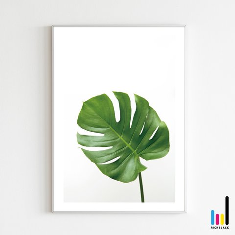 モンステラ プリント ポスター A1 写真 観葉植物 インテリアグリーン 雑貨 シンプル 自然 ナチュラル インテリア フェイクグリーン